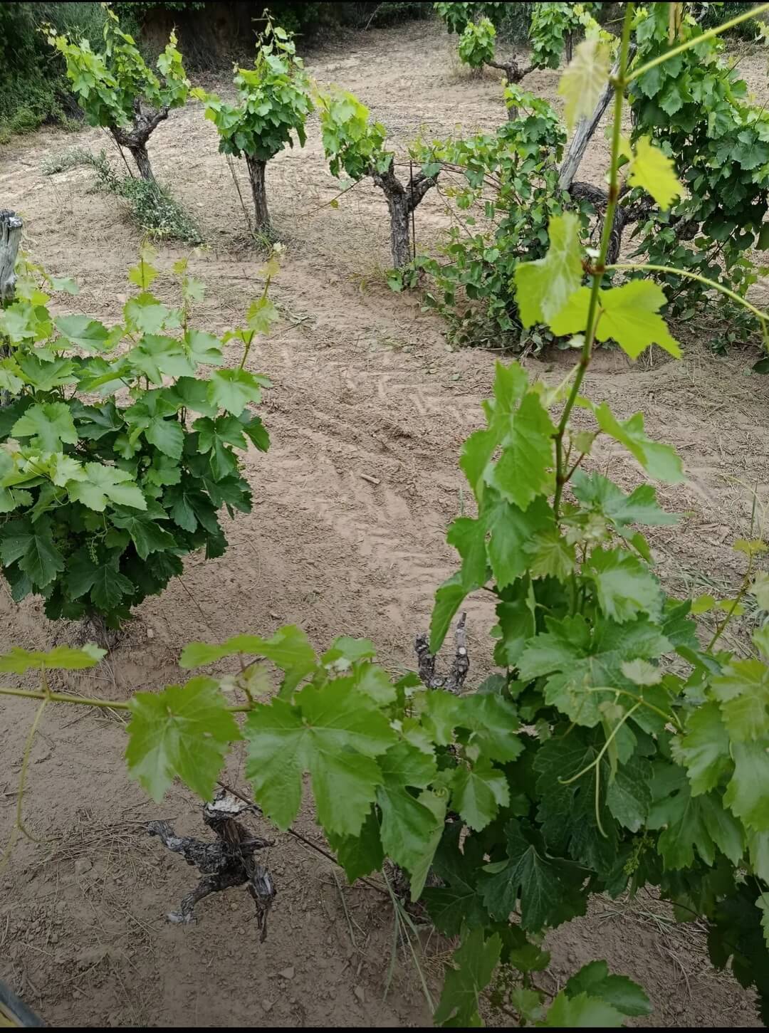 Οινοποιείο Ανδριοπούλου – Τρυγήστε μαζί μας