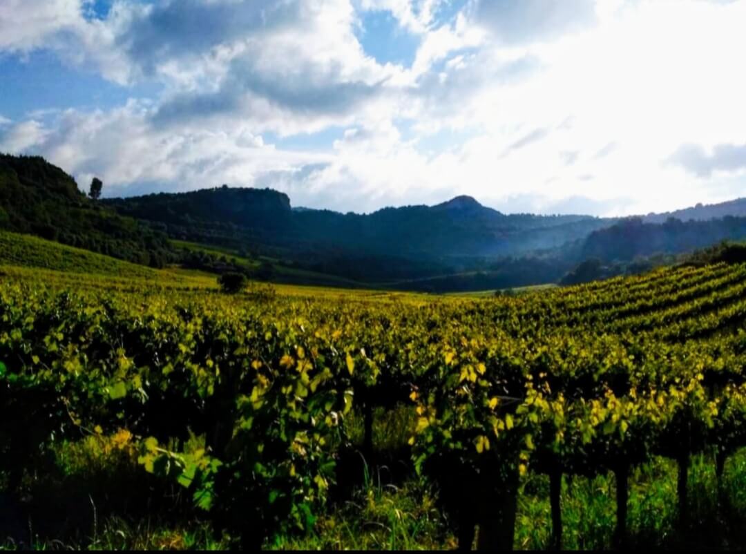 Οινοποιείο Ανδριοπούλου – Τρυγήστε μαζί μας