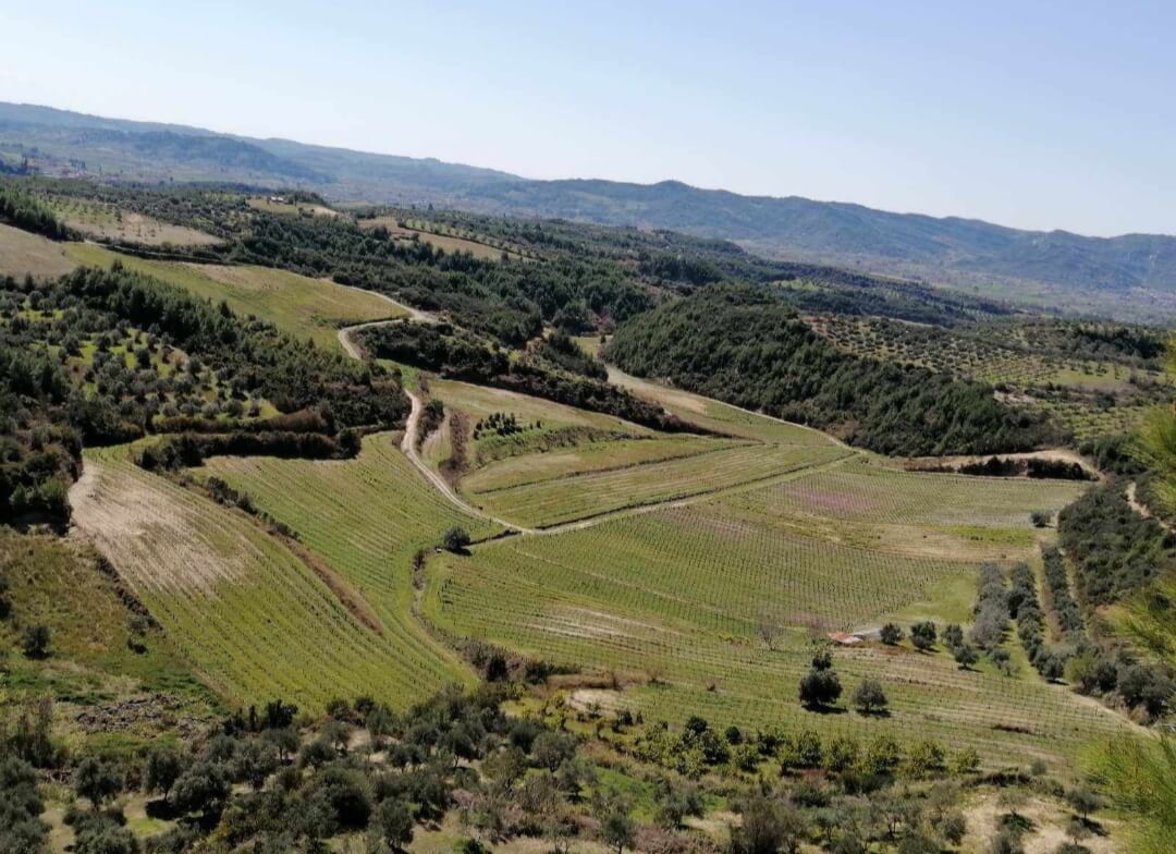 Οινοποιείο Ανδριοπούλου – Επίσκεψη στον αμπελώνα μας