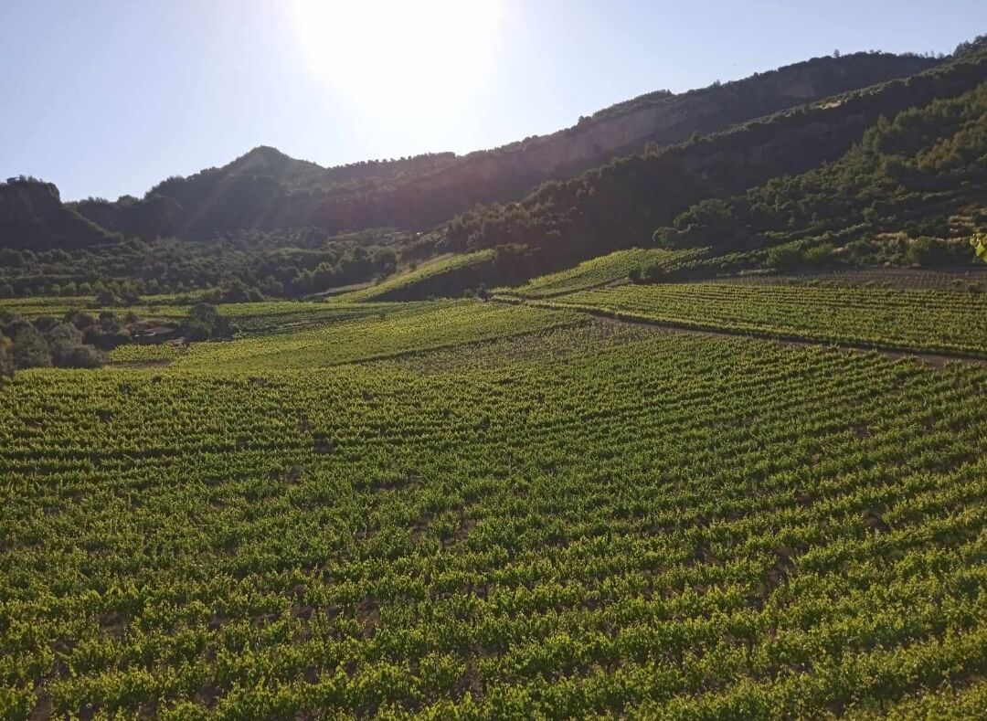 Οινοποιείο Ανδριοπούλου – Επίσκεψη στον αμπελώνα μας