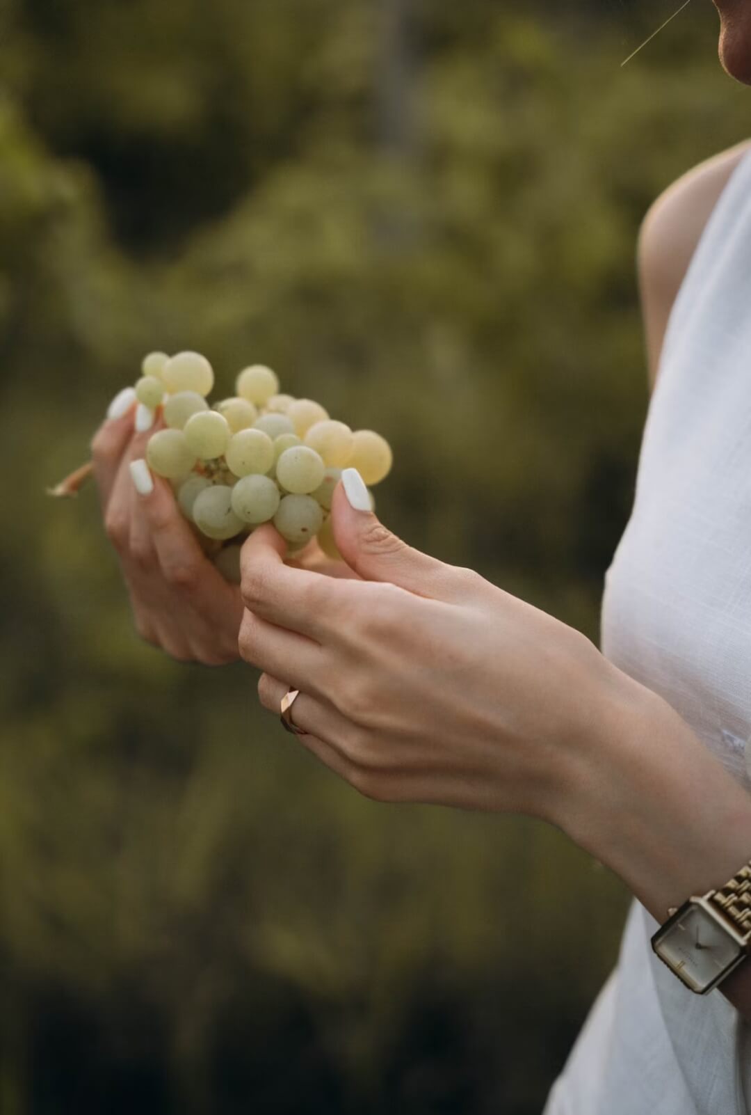 Οινοποιείο Ανδριοπούλου – Τρυγήστε μαζί μας