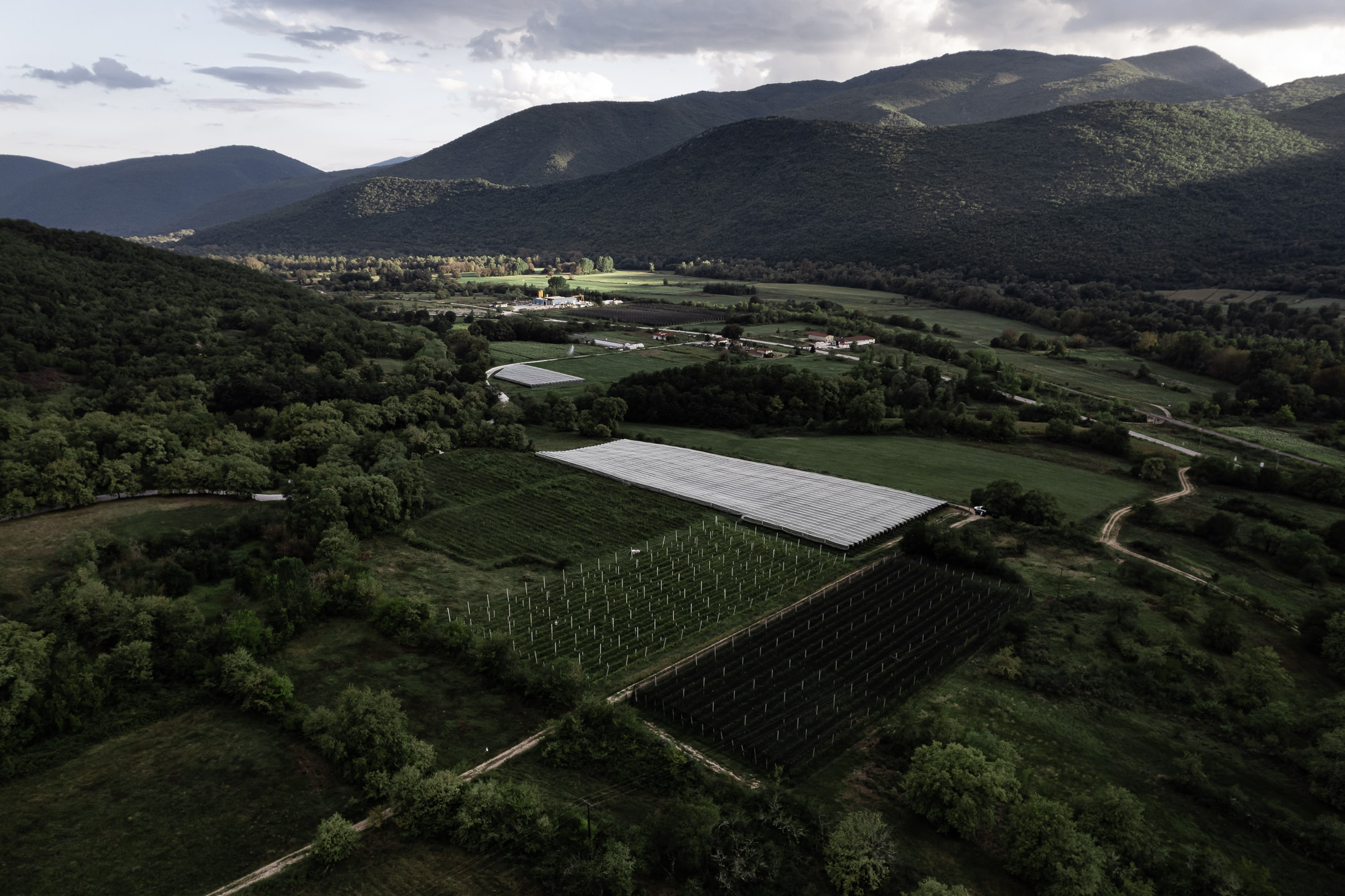 Passas Winery & Distillery – Wine & Tsipouro Tasting Experience