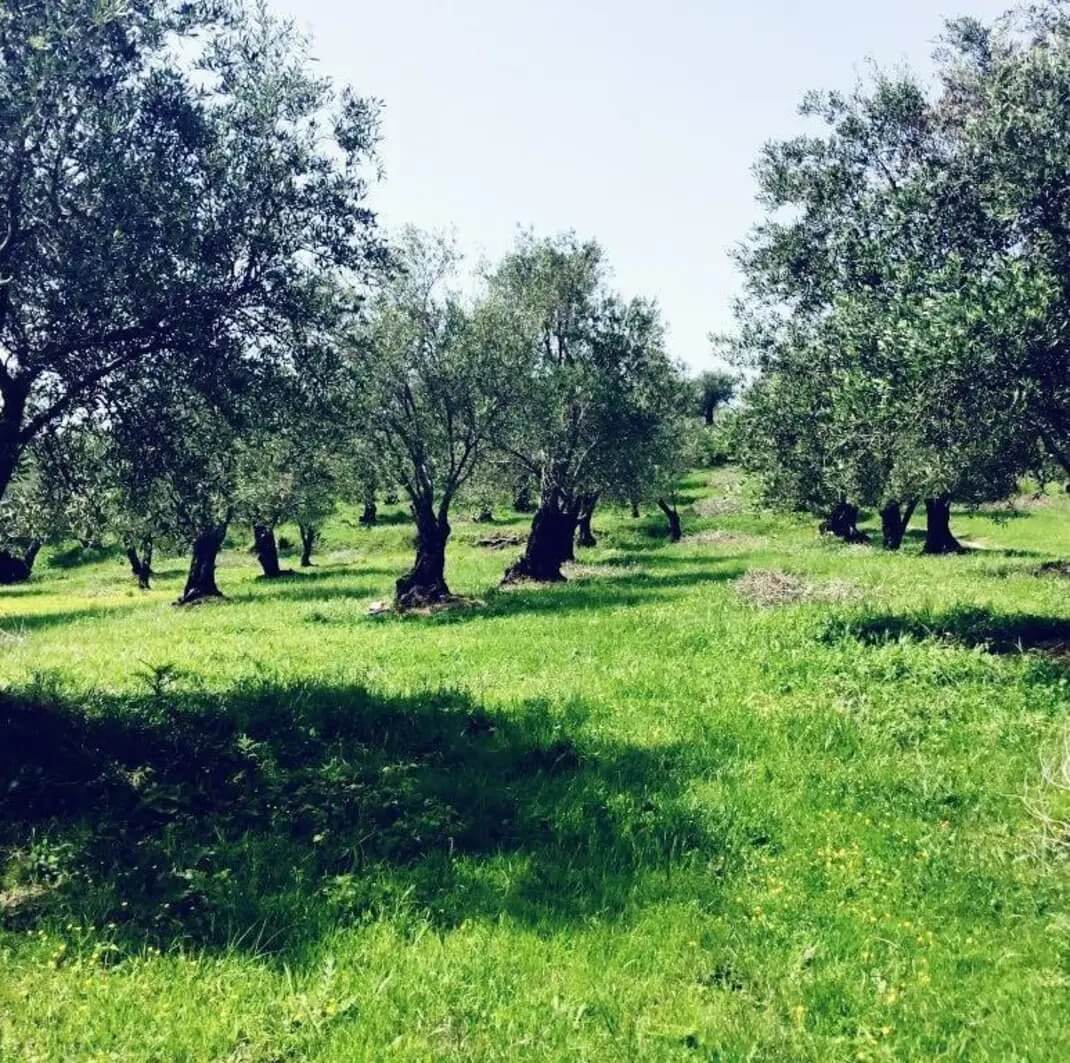 Premium Προϊόντα Olithea – Ελαιόλαδο / Μέλι / Ανθός Αλατιού