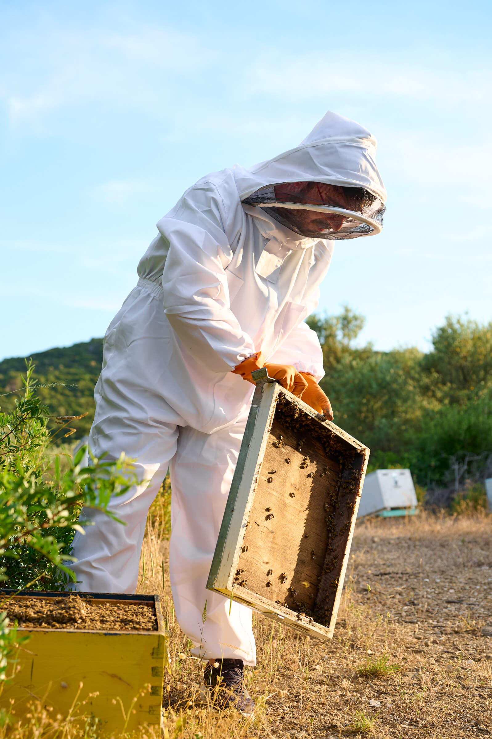 Assa Honey – Γίνε μελισσοκόμος για μια μέρα