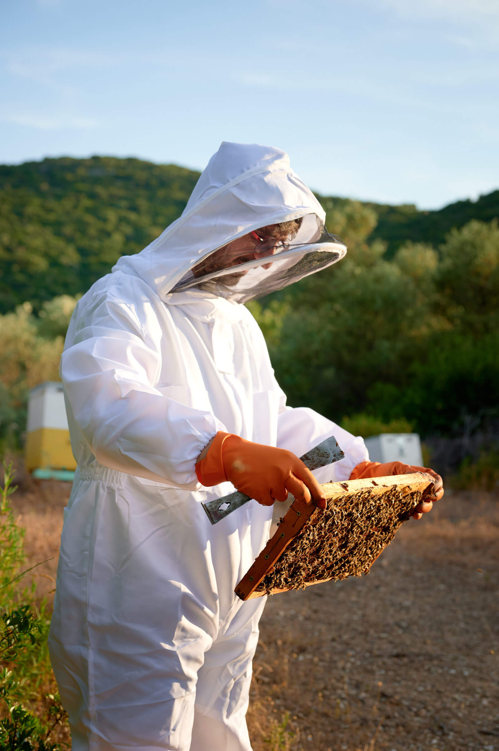 Assa Honey – Γίνε μελισσοκόμος για μια μέρα